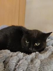 Fundtier Tier-ID 39845